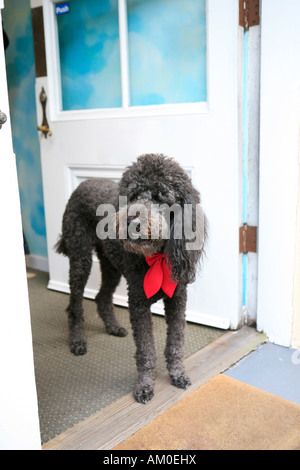 Großpudel grau mit roter Krawatte um den Hals stehen in Tür Stockfoto