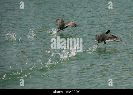 Eurasische Blässhühner (Fulica Atra) Stockfoto