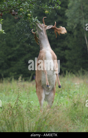 Damwild (Dama Dama) Stockfoto