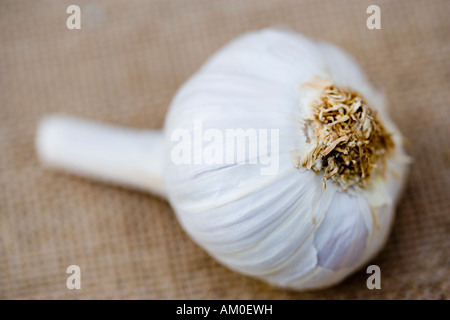 Eine Knoblauchzwiebel hautnah Stockfoto