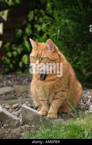 Sybil - eine weibliche Ginger cat Stockfoto