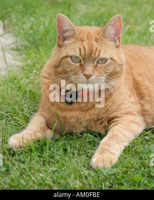 Sybil - eine weibliche Ginger cat Stockfoto