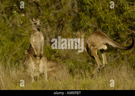 Östliche graue Kängurus (Macropus Giganteus) am Lake Glenbawn im Upper Hunter Valley. Queensland. Australien. Stockfoto