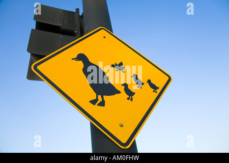 ILLINOIS Galena Duck Crossing Schild an Ampel post gelbe Raute mit adult Ente und Küken Stockfoto