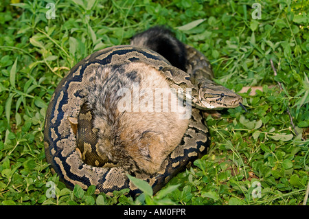 Python stranguliert junge Schakal, African Rock Python, Etosha Nationalpark, Namibia, Afrika Stockfoto