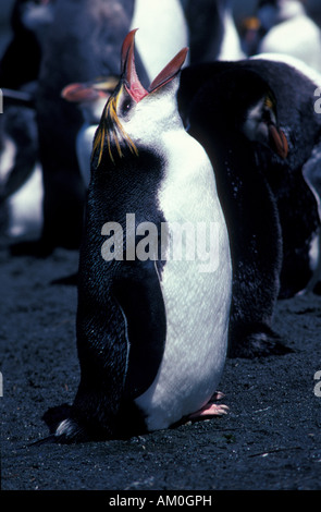 Australien, Ozeanien, Macquarie-Insel Haubenpinguin (Eudyptes Schlegeli) Stockfoto