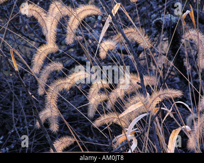 Nicken Rasen Köpfe im Sonnenlicht Leuchten mit tiefblauen Brushpile im Hintergrund Stockfoto