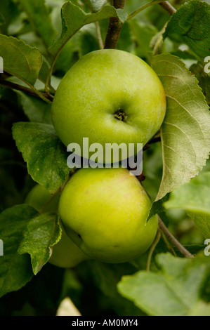 Bramley-Äpfel am Baum Stockfoto