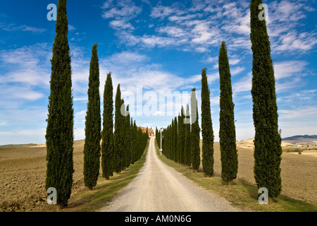 Allee der Zypressen (Cupressus) führt zu einem Landhaus im Tal Val d ' Orcia Crete Toskana Italien Stockfoto