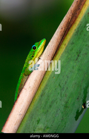 Ein schönen grünen Gecko native nur nach Big Island bereitet sich in der Morgensonne von Hawaii Stockfoto