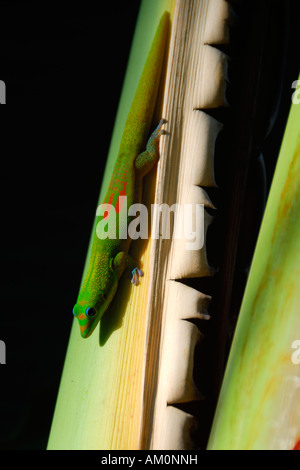 Ein schönen grünen Gecko native nur nach Big Island bereitet sich in der Morgensonne von Hawaii Stockfoto