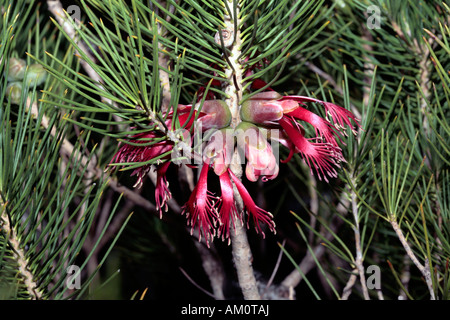 Brachland Clawflower / Net Bush - Calothamnus Validus-Familie Myrtaceae Stockfoto