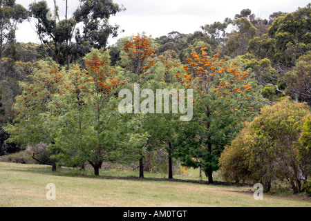 Nahaufnahme von Silky Eiche/Süd Silky Eiche/Australian Silver Oak Bäume Grevillea Robusta - Familie Proteaceae Stockfoto