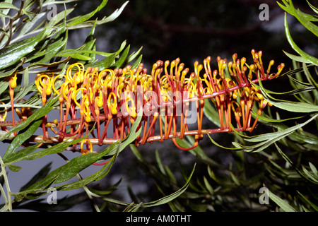 Nahaufnahme von Silky Eiche/Süd Silky Eiche/Australian Silver Oak blühen nur Öffnung Grevillea Robusta - Familie Proteaceae Stockfoto