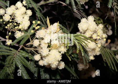 Schwarz-Akazie - Acacia Mearnsii-Familie Fabacae und Unterfamilie Mimosaceae Stockfoto