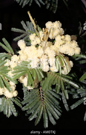 Schwarz-Akazie - Acacia Mearnsii-Familie Fabacae und Unterfamilie Mimosaceae Stockfoto