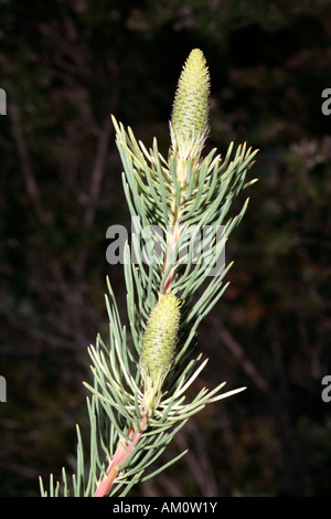 Weibliche Blüte der Karoo Conebush - Leucadendron Nobile-Familie Proteaceae und Mitglied der Gruppe namens Nadel-Blatt Conebushes Stockfoto