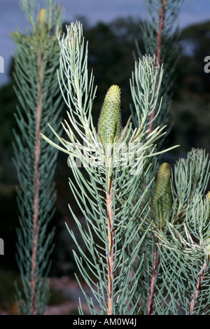 Weibliche Blüte der Karoo Conebush - Leucadendron Nobile-Familie Proteaceae und Mitglied der Gruppe namens Nadel-Blatt Conebushes Stockfoto