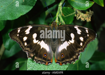 Lila Kaiser (Apatura Iris) Stockfoto