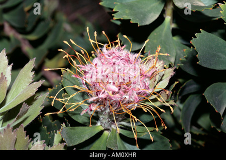 Outeniqua Nadelkissen - Leucospermum Glabrum/Glabra-Familie Proteaceae und Gruppe von Leucospermums genannt zylindrische Nadelkissen Stockfoto