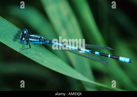 Gemeinsamen Blue Damselfly (Enallagma Cyathigerum) Stockfoto