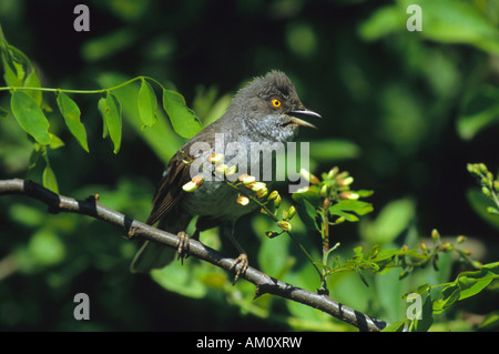 Vergitterten Grasmücke (Sylvia Nisoria) Stockfoto