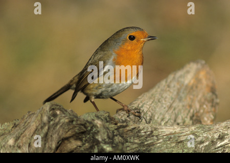 Robin (Erithacus Rubecula) Stockfoto