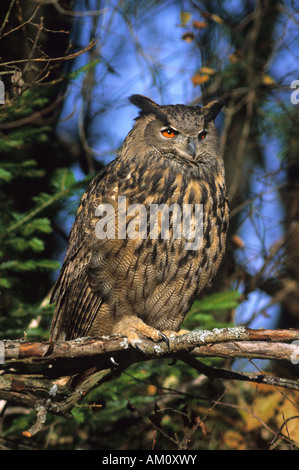 Eurasische Adler-Eule (Bubo Bubo) Stockfoto