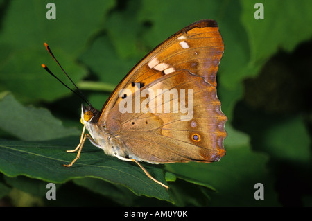 Geringerem lila Kaiser (Apatura ilia Stockfoto