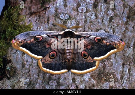 Riesigen Pfau Nachtfalter (Saturnia Pyri) Stockfoto