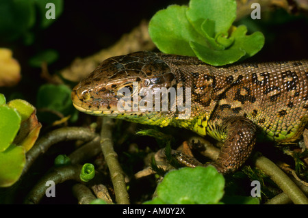 Sand-Eidechse (Lacerta Agilis), Weiblich Stockfoto