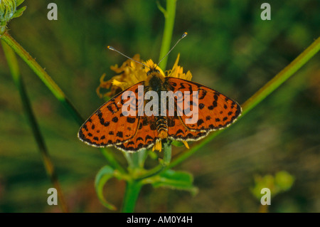 Gefleckte Fritillary (Melitaea Didyma), Männlich Stockfoto