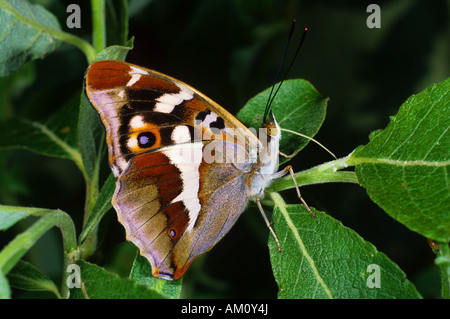 Lila Kaiser (Apatura Iris) Stockfoto