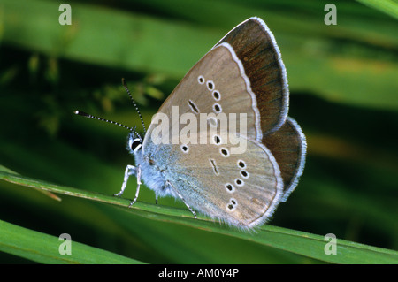 Mazarine Blue (Cyaniris Semiargus), Weiblich Stockfoto