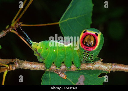 Puss Moth (Cerura Vinula), Raupe Stockfoto