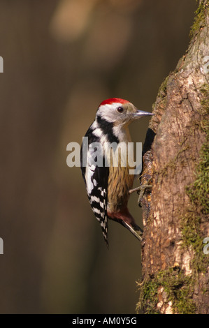 Middle Spotted Woodpecker (Dendrocopos Medius) Stockfoto