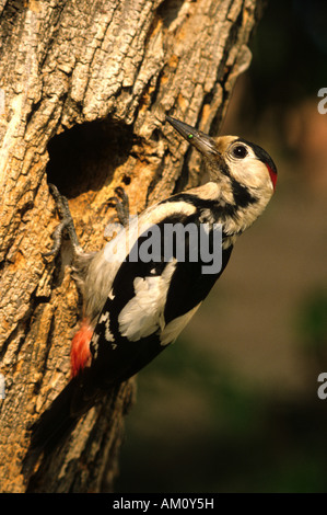 Syrische Specht (Dendrocopos Syriacus), Illmitz, Neusiedler See, Österreich Stockfoto