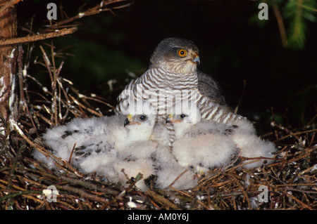 (Eurasischen) Sperber (Accipiter Nisus), Frau kümmert sich um ihre Küken Stockfoto