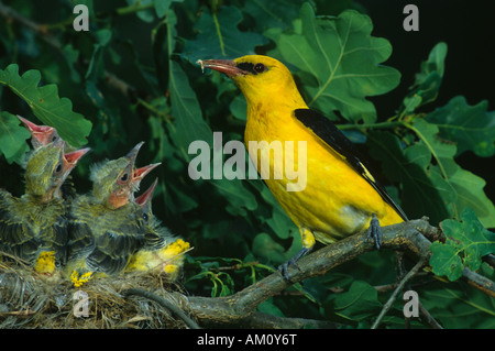 (Eurasischen) Pirol (Oriolus Oriolus), männliche in seinem nest Stockfoto