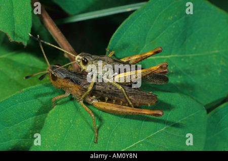 Rufous Grasshopper [Gomphocerippus Rufus] Stockfoto