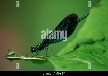 Schöne Prachtlibelle (Calopteryx Virgo), Männlich Stockfoto