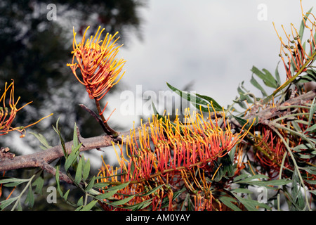 Nahaufnahme von Silky Eiche/Süd Silky Eiche/Australian Silver Oak blühen nur Öffnung Grevillea Robusta - Familie Proteaceae Stockfoto