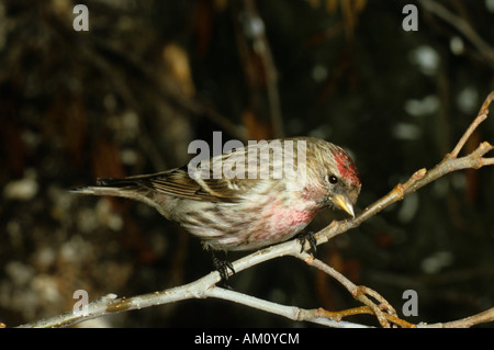 (gemeinsame) Redpoll [Zuchtjahr Flammea] Stockfoto