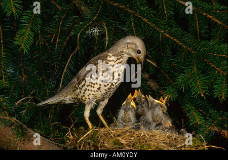 Misteldrossel Thrush, Turdus Viscivorus Nestlinge Fütterung Stockfoto