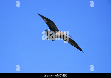 Eurasische Brachvogel Numenius arquata Stockfoto