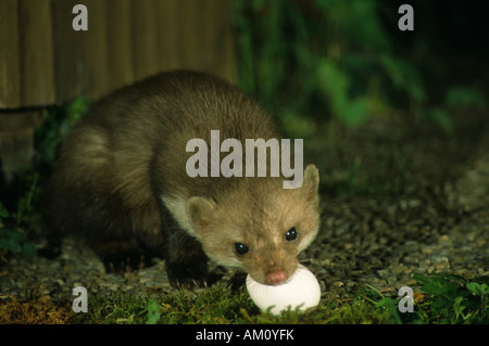 Steinmarder Martes Foina, mit gestohlenen Hühnerei Stockfoto