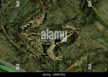 Frosch, Rana Arvalis anlegen Stockfoto