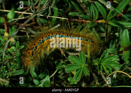 Boden Lackey, Malacosoma Castrensis, Raupe Stockfoto