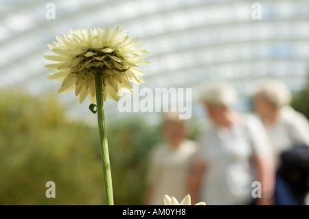 Helichrysum Bracteatum Monstrosum botanischen Garten von Wales Llanarthne Stockfoto