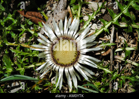Blumen der Alpen Distel, Carlina Acaulis, Asteraceae Stockfoto